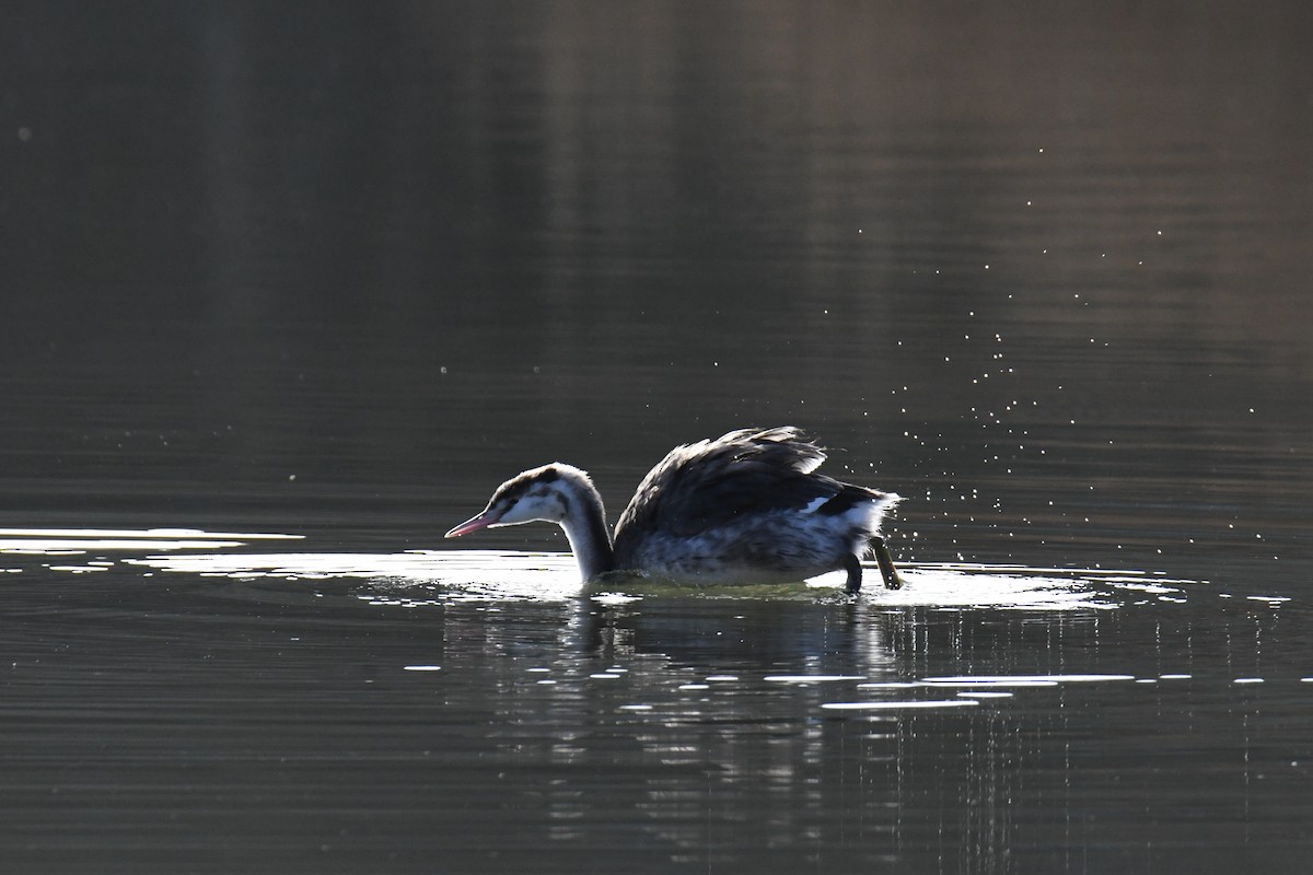 Great Crested Grebe - ML400176371