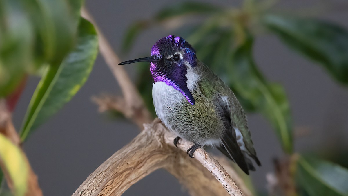 Costa's Hummingbird - James Livaudais