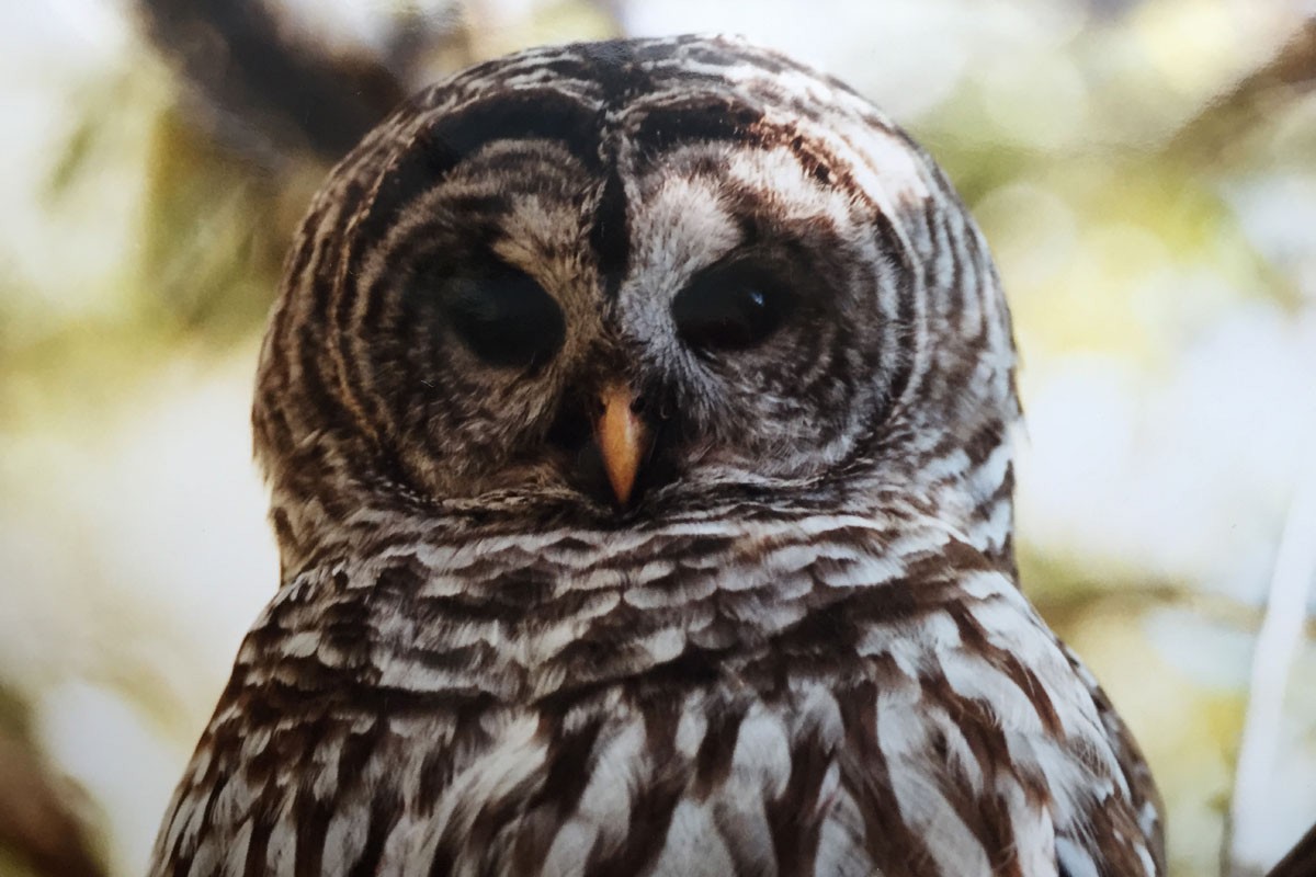 Barred Owl - Noah Strycker