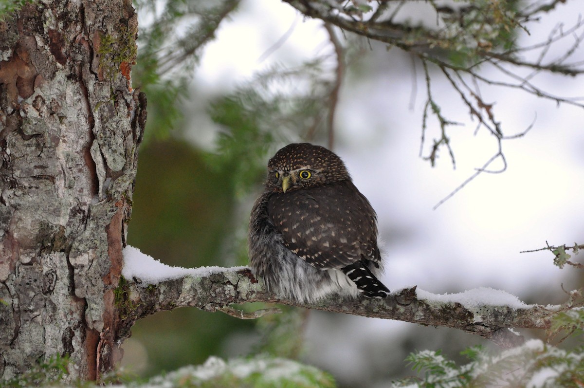 Northern Pygmy-Owl - Scott Vulstek