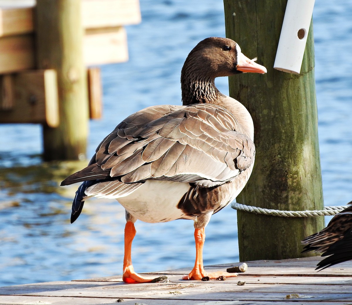Greater White-fronted Goose - ML400188201