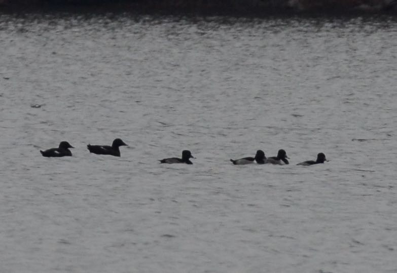 White-winged Scoter - Timothy Spahr