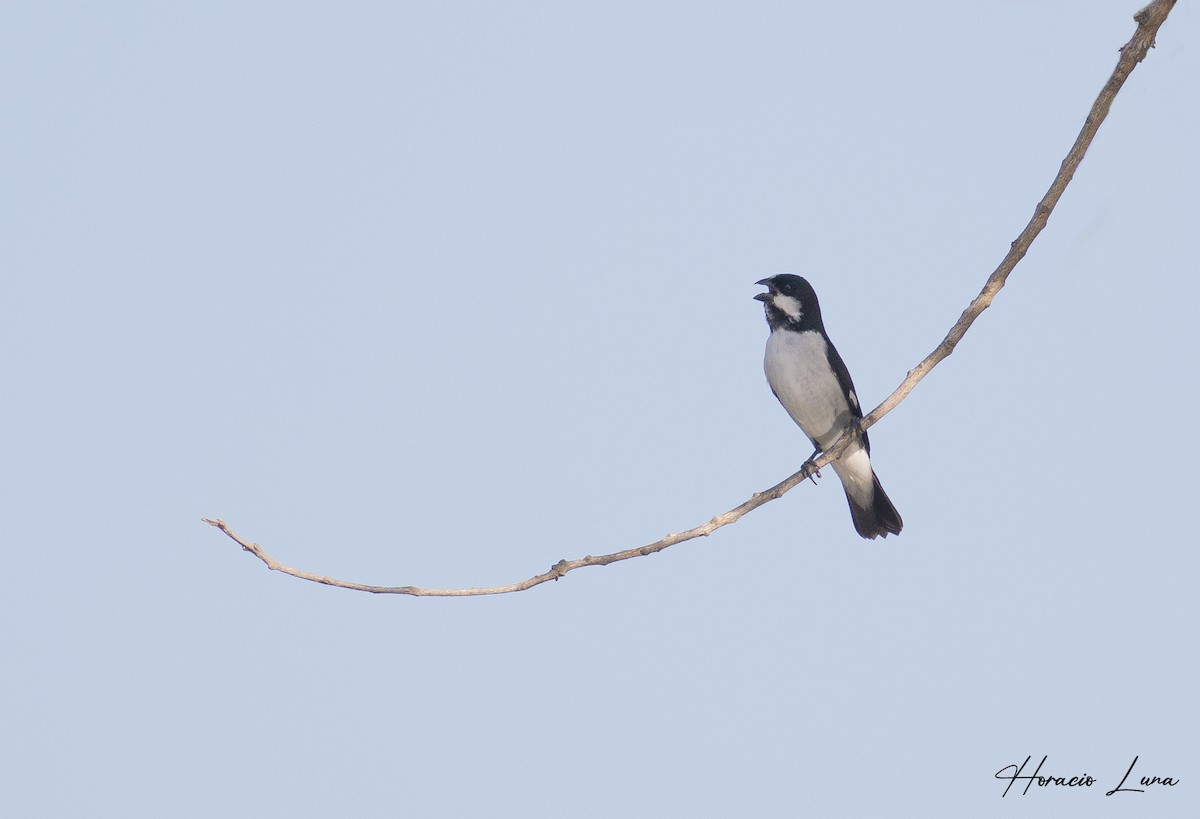 Lined Seedeater - ML400191261