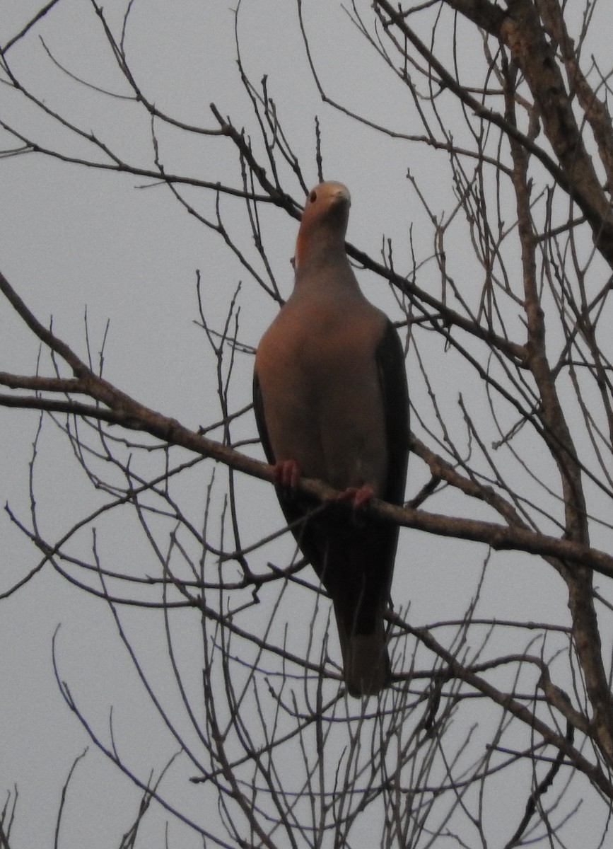 Green Imperial-Pigeon - ML40019191