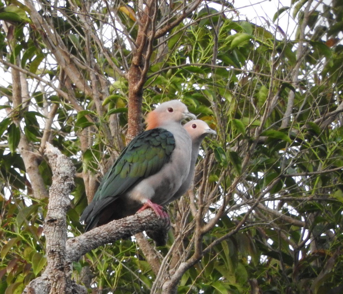 Green Imperial-Pigeon - ML40019231