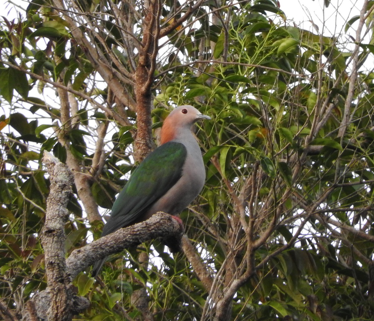 Green Imperial-Pigeon - ML40019251