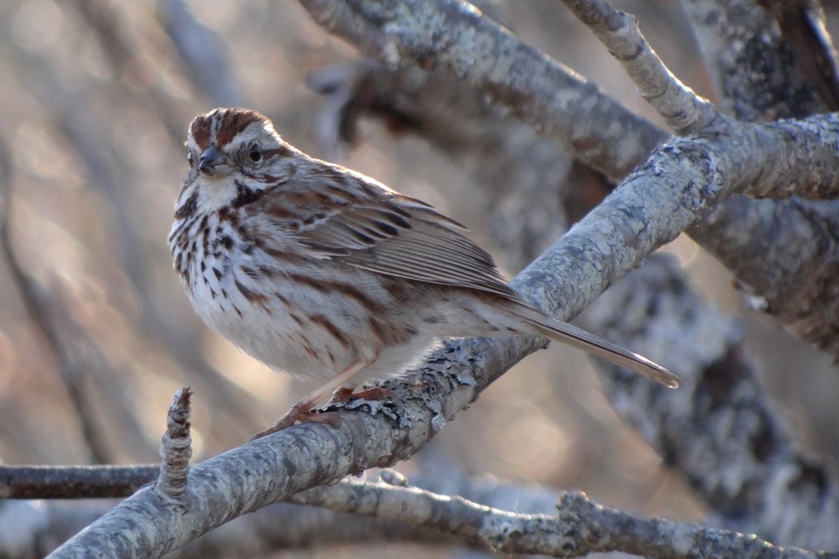 Song Sparrow - Larry Neily