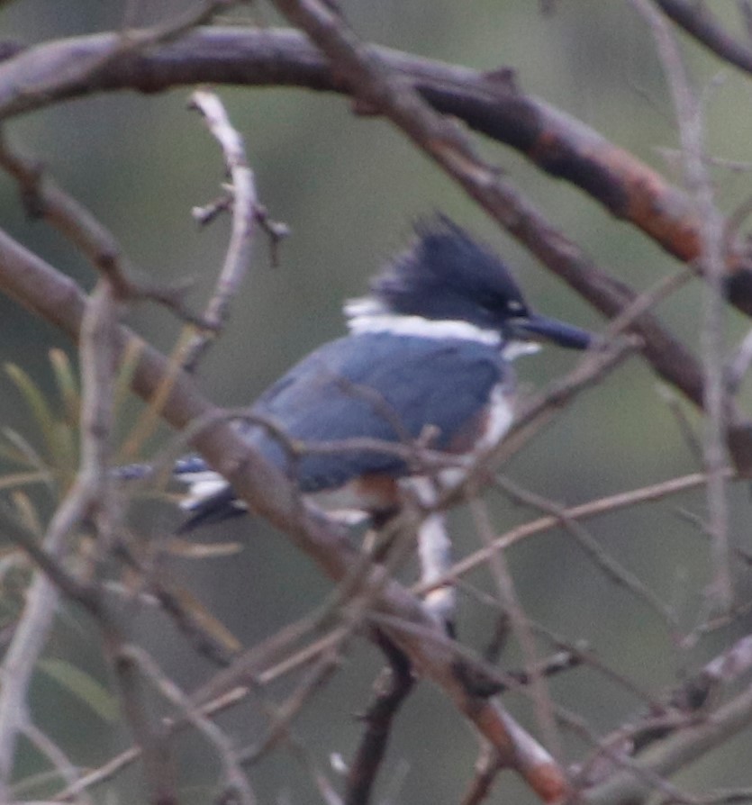 Belted Kingfisher - ML400208731