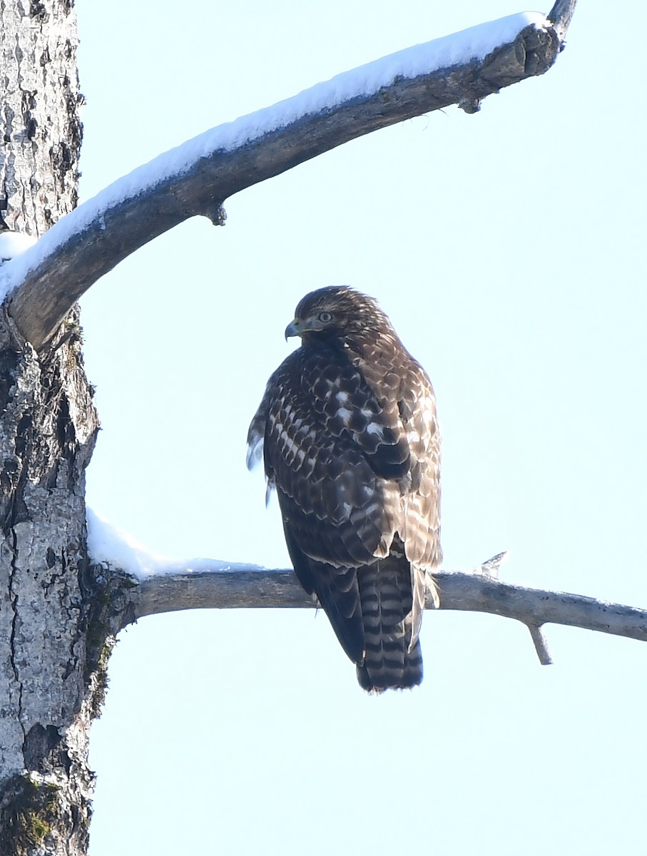Red-tailed Hawk - ML400211341