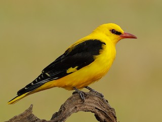  - Eurasian Golden Oriole