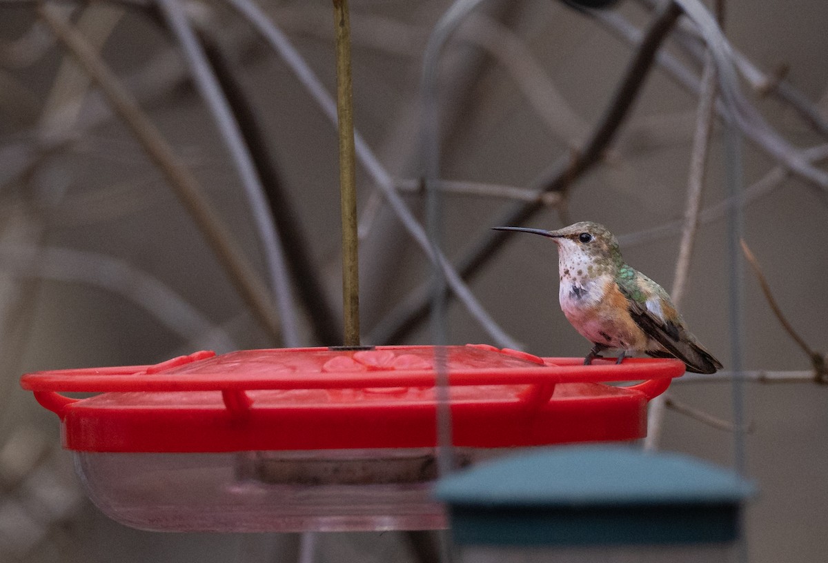 Rufous Hummingbird - Matthew Sabourin