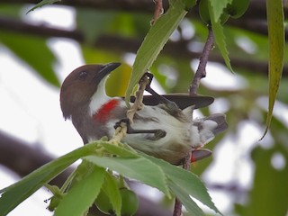  - Red-banded Flowerpecker