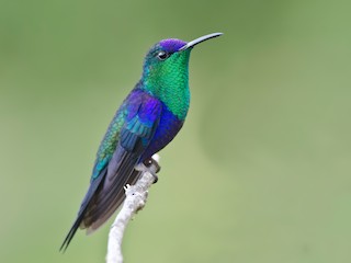  - Crowned Woodnymph (Northern/Colombian Violet-crowned)