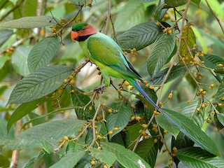  - Long-tailed Parakeet