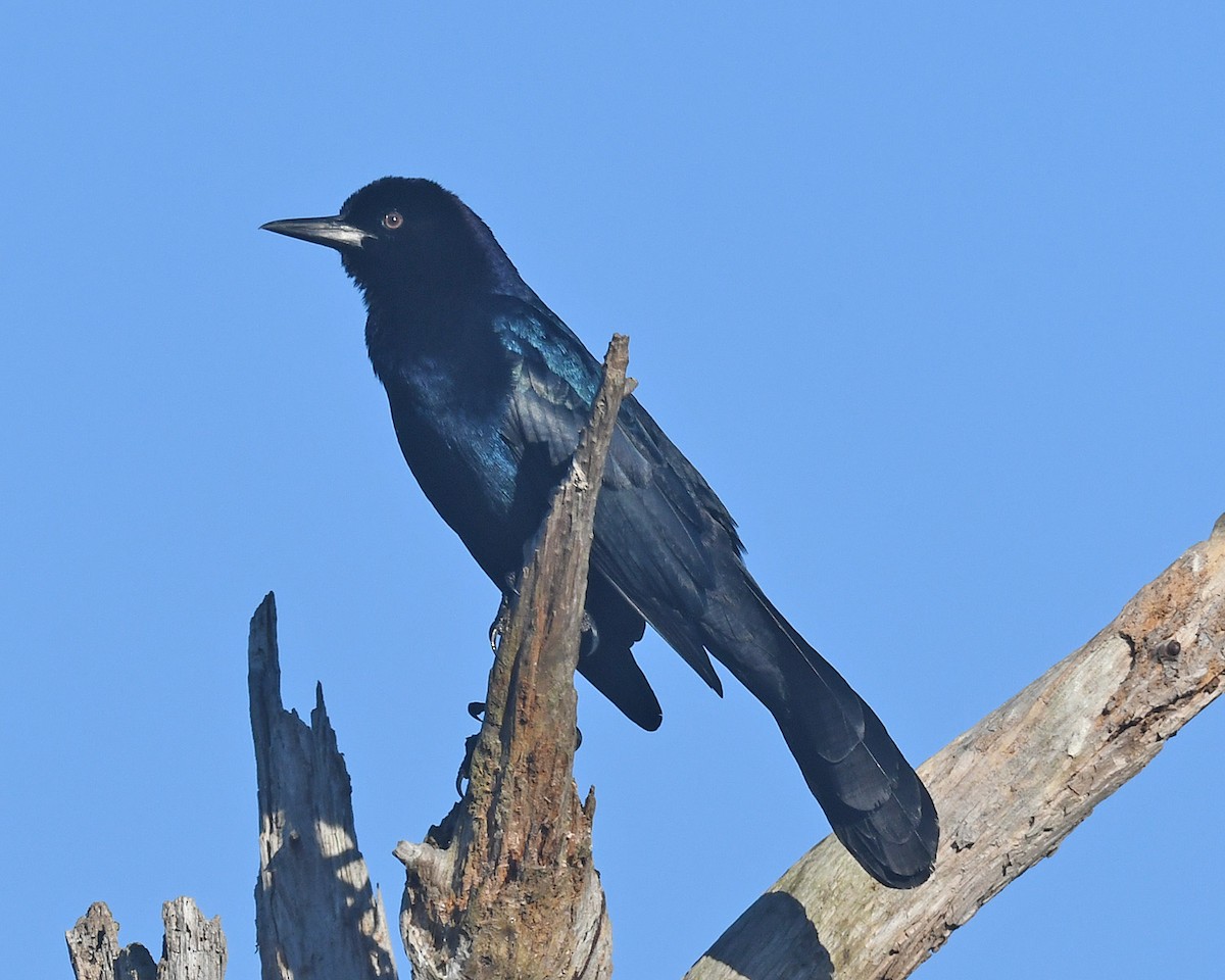 Boat-tailed Grackle - Michael Topp