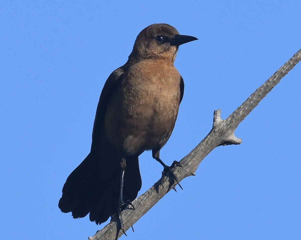 Boat-tailed Grackle - ML400234061