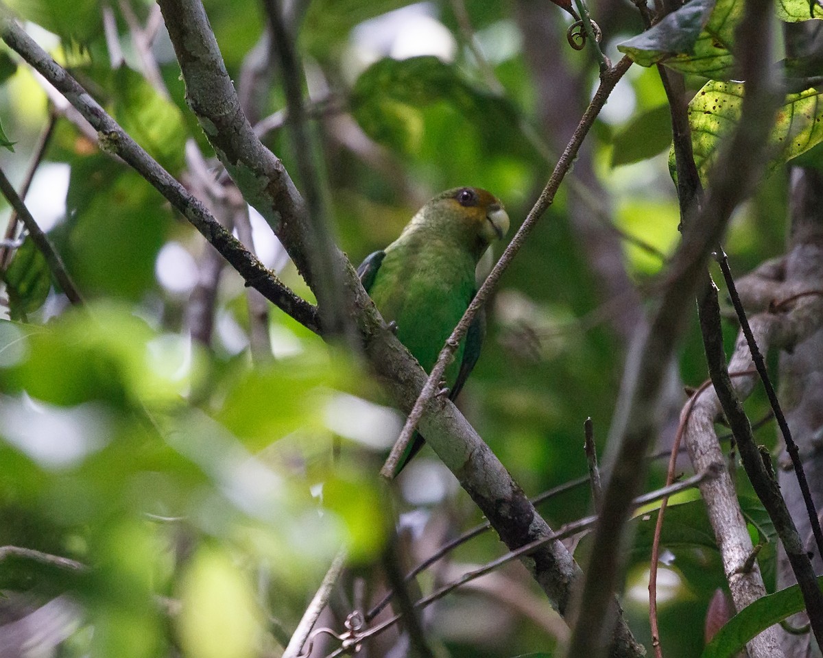 Golden-tailed Parrotlet - ML400234881