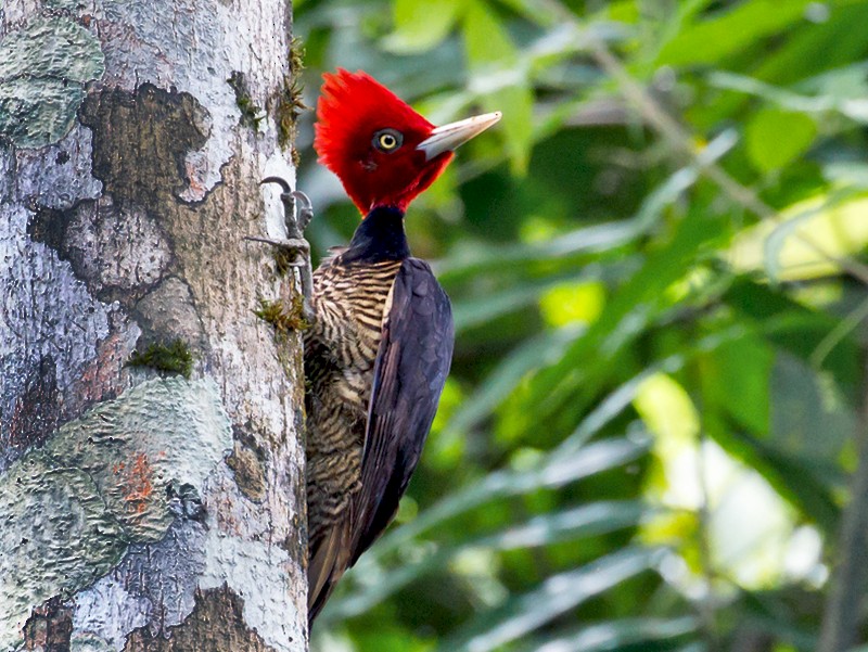 Pale-billed Woodpecker - Rolando Chávez
