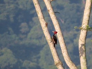 ズアカエボシゲラ - eBird
