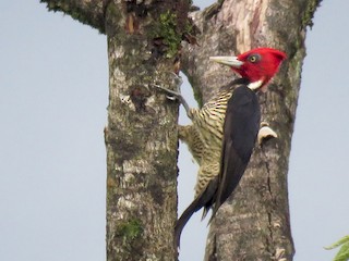 ズアカエボシゲラ - eBird