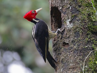  - Pale-billed Woodpecker