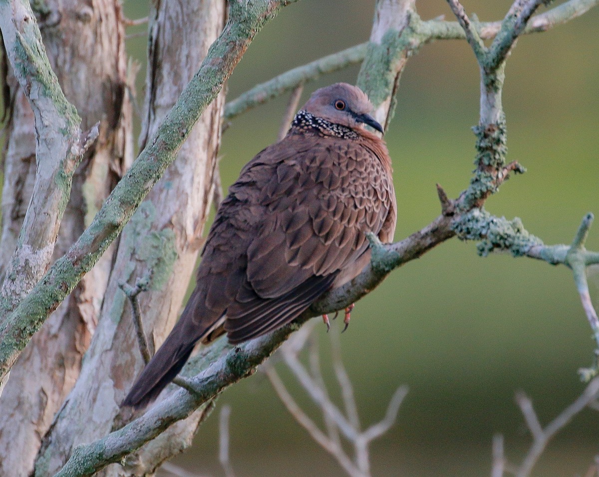 Spotted Dove - ML400247491
