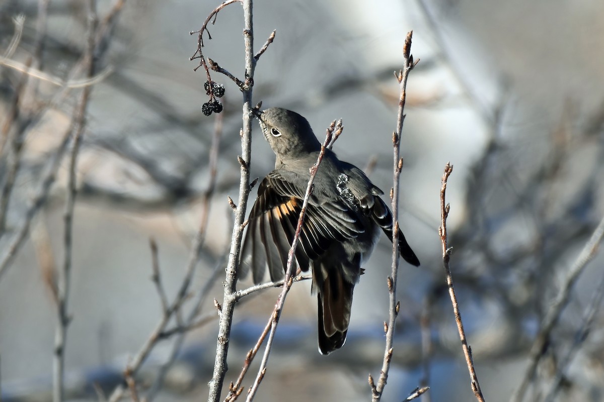 Townsend's Solitaire - ML400252871