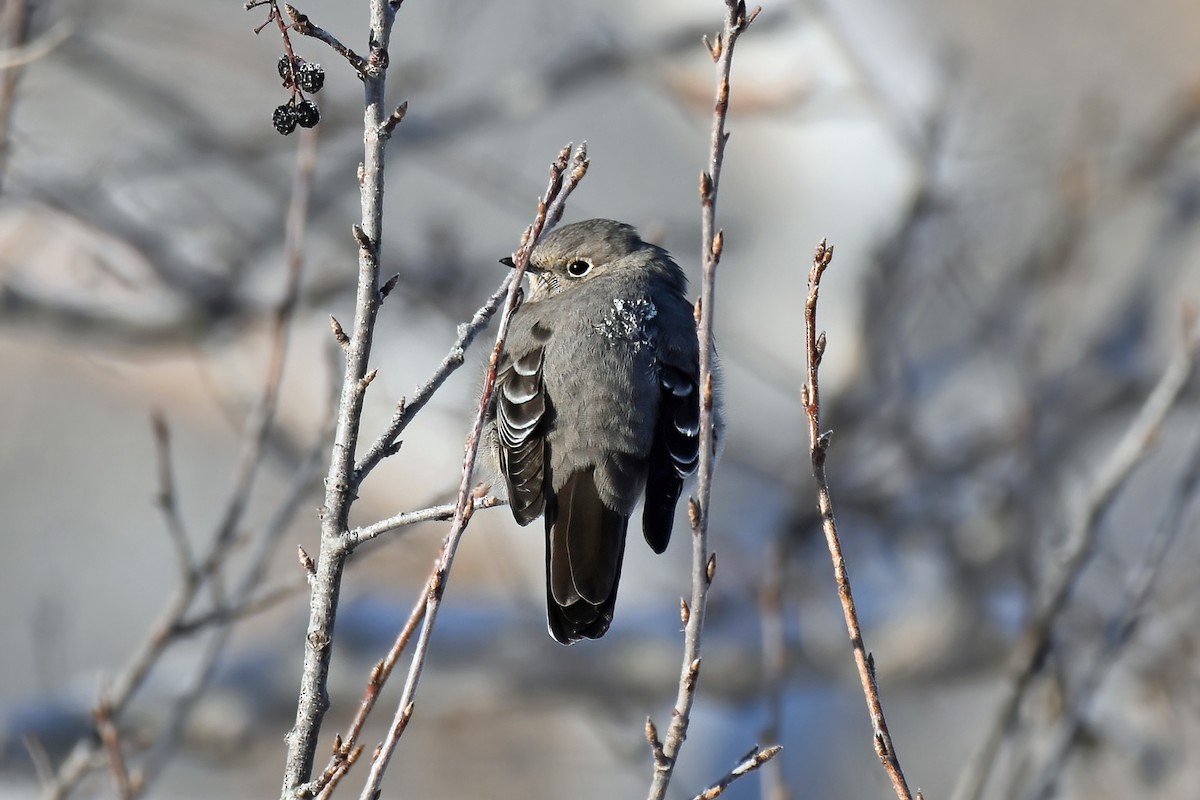 Townsend's Solitaire - ML400252881