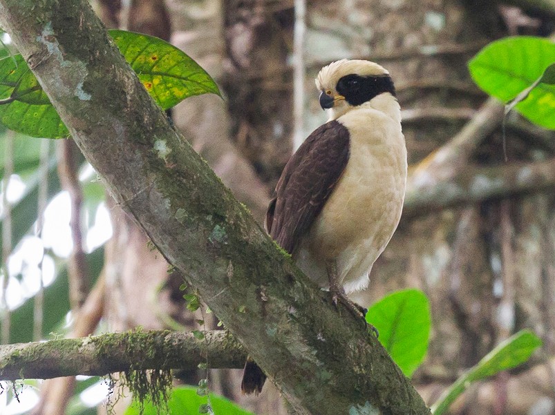 Laughing Falcon - eBird