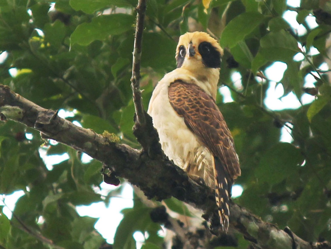 Laughing Falcon - Corrie Winter