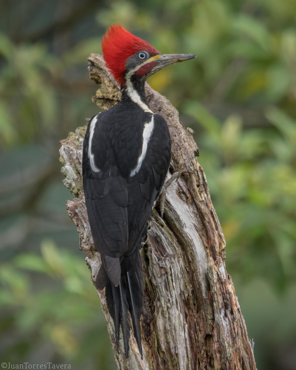 Lineated Woodpecker - Juan Torres Tavera