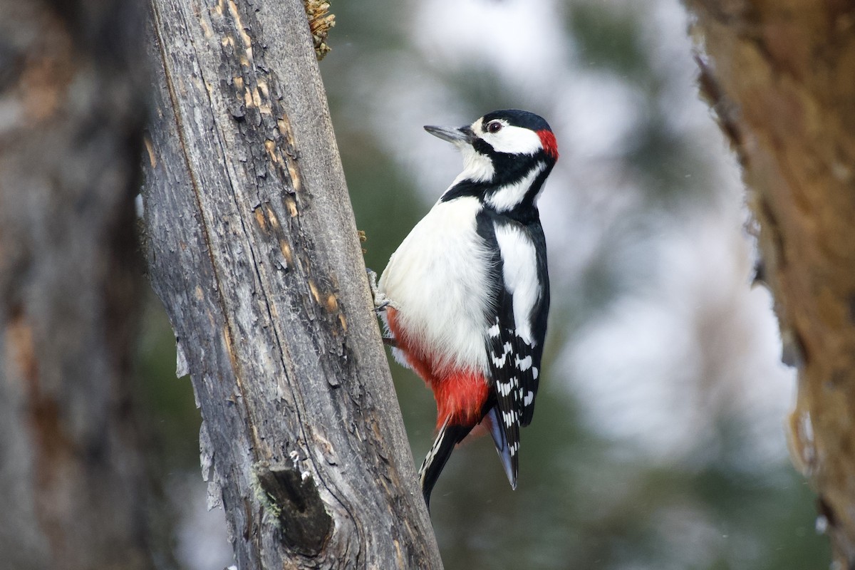 Great Spotted Woodpecker - Jugdernamjil Nergui