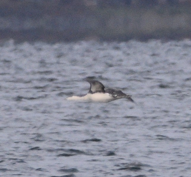 Red-throated Loon - ML400267331