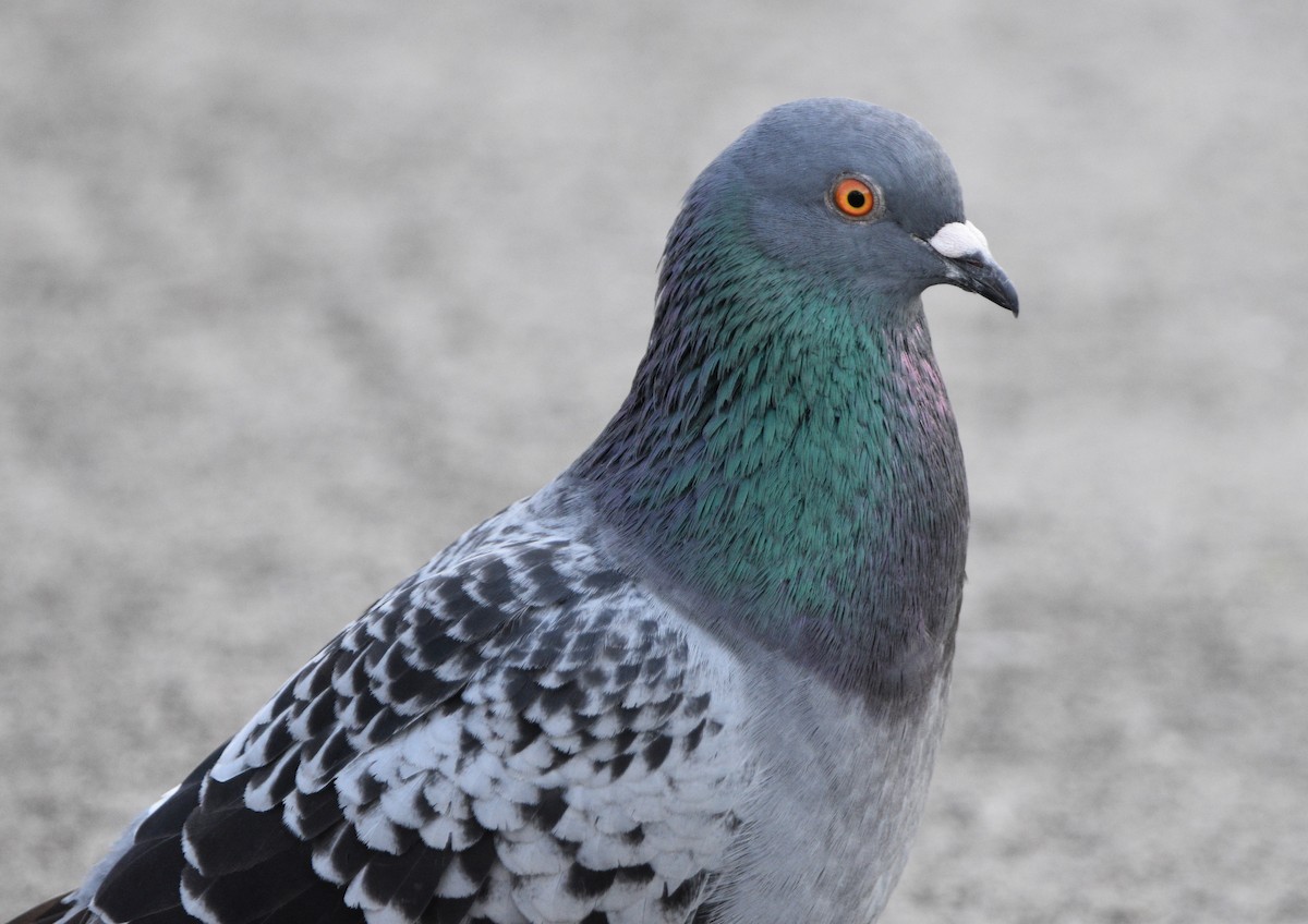 Rock Pigeon (Feral Pigeon) - ML400267761