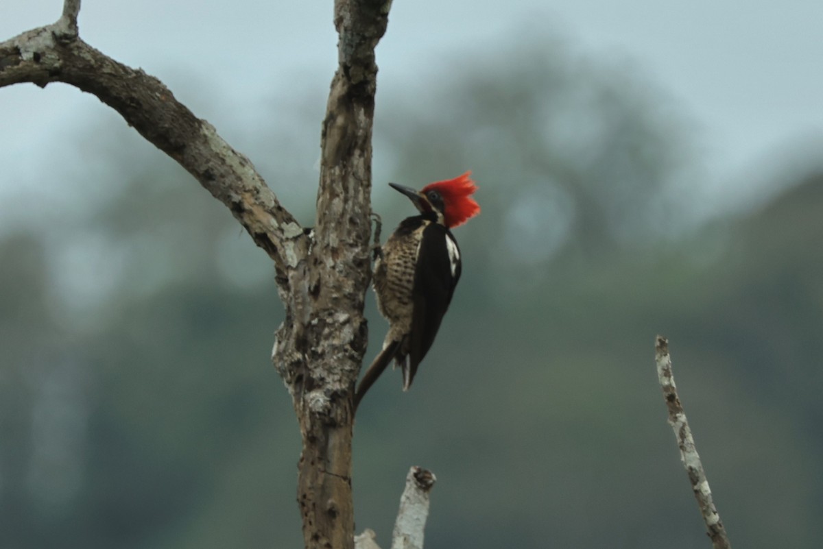 Lineated Woodpecker - ML400269381