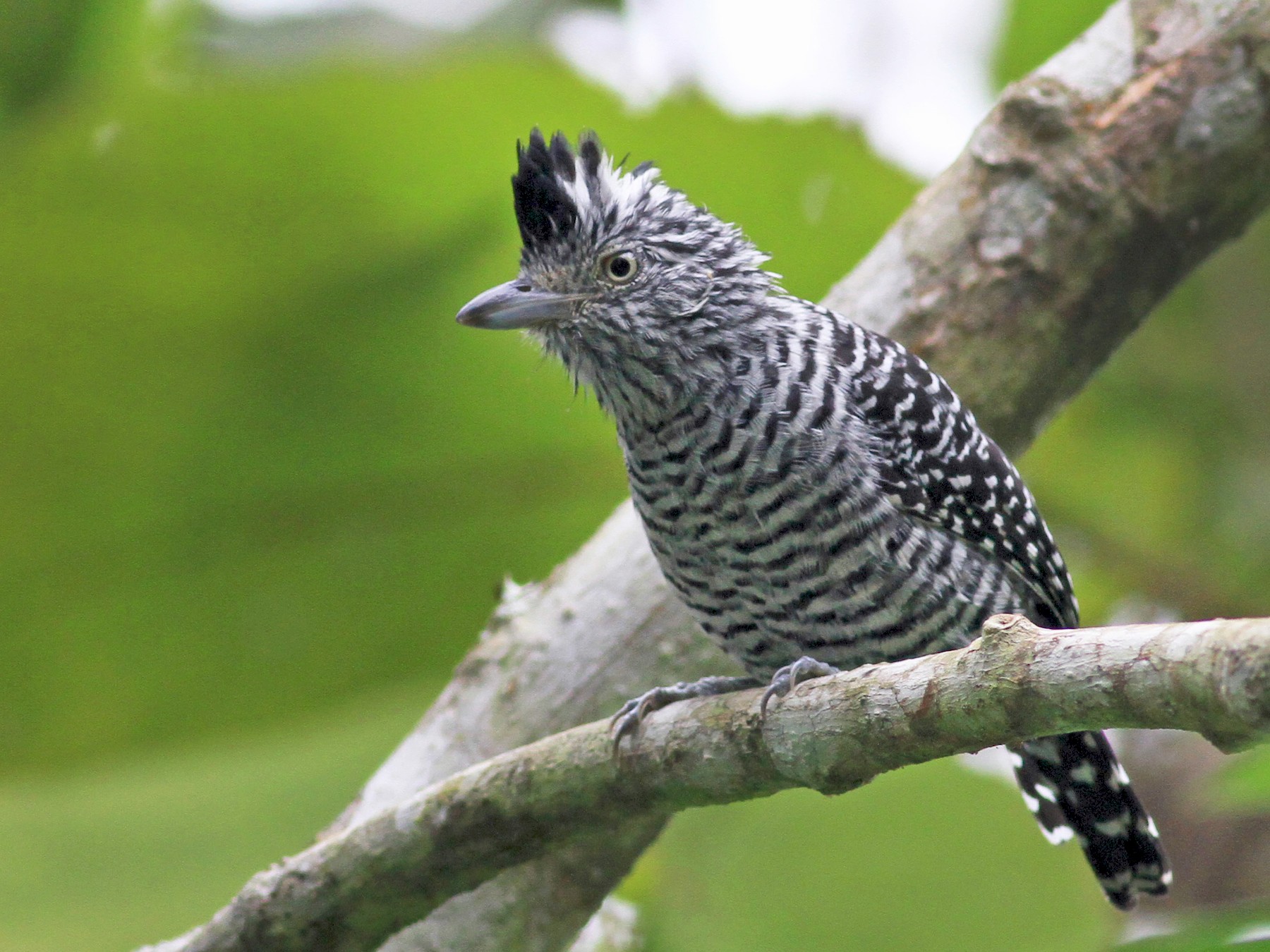 Barred Antshrike - eBird