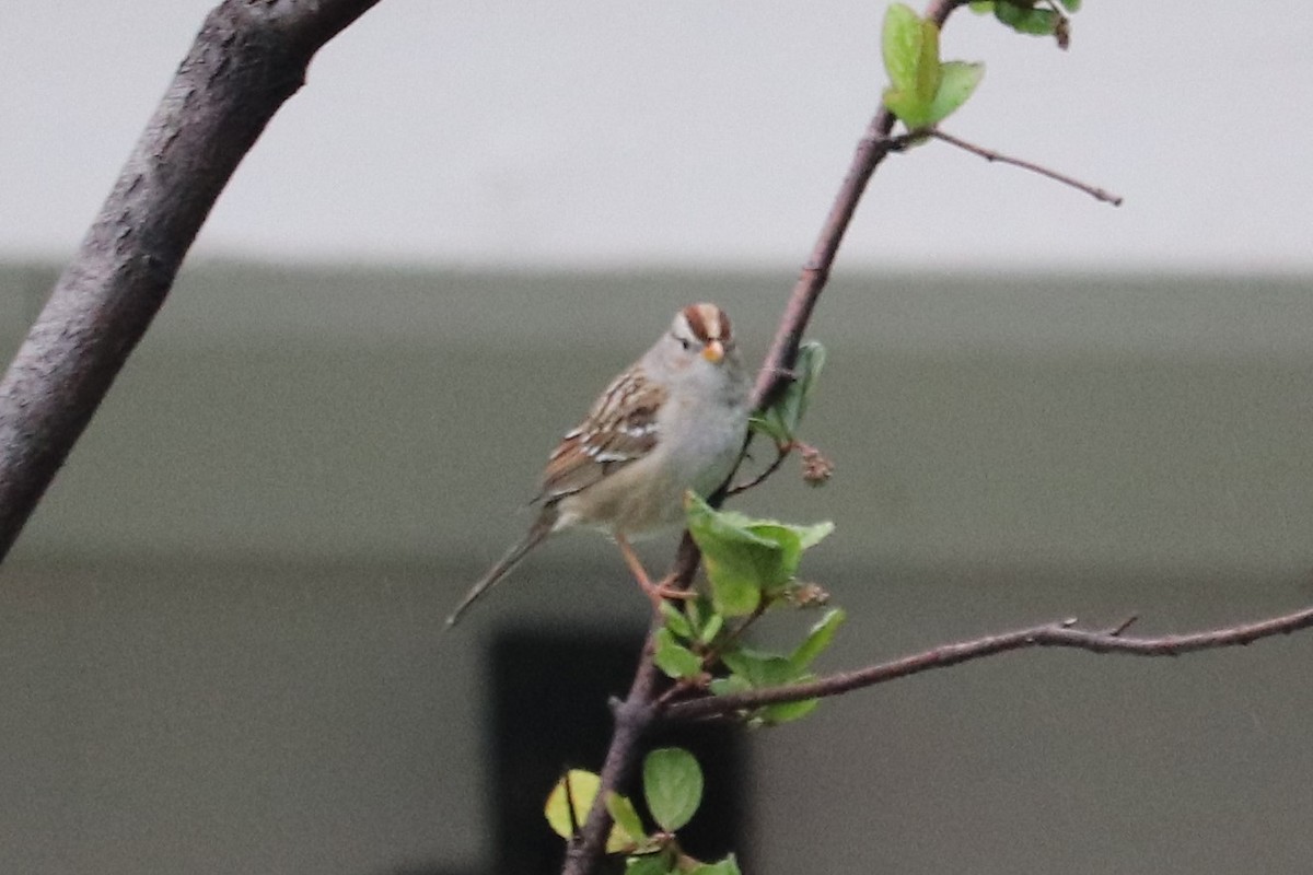 White-crowned Sparrow - ML400271751