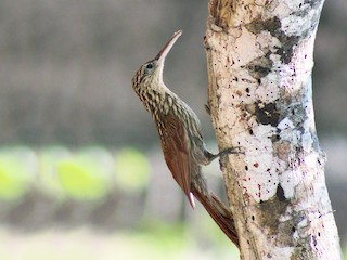  - Ivory-billed Woodcreeper