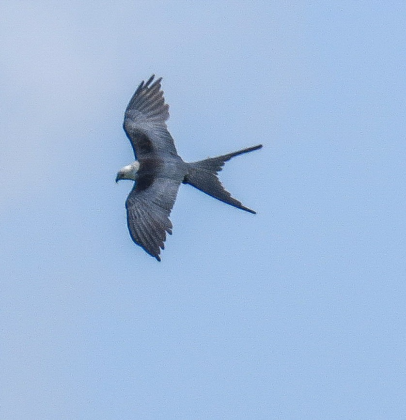 Swallow-tailed Kite - Teresa Connell