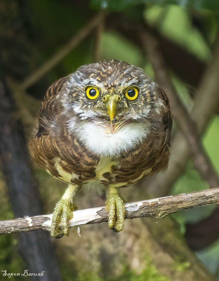 Collared Owlet - SAPON BARUAH