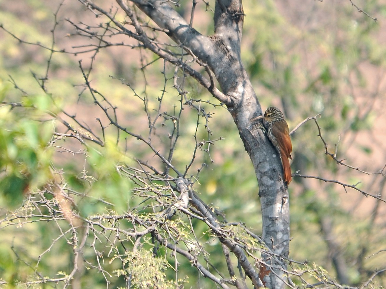 Streak-headed Woodcreeper - Alan Van Norman