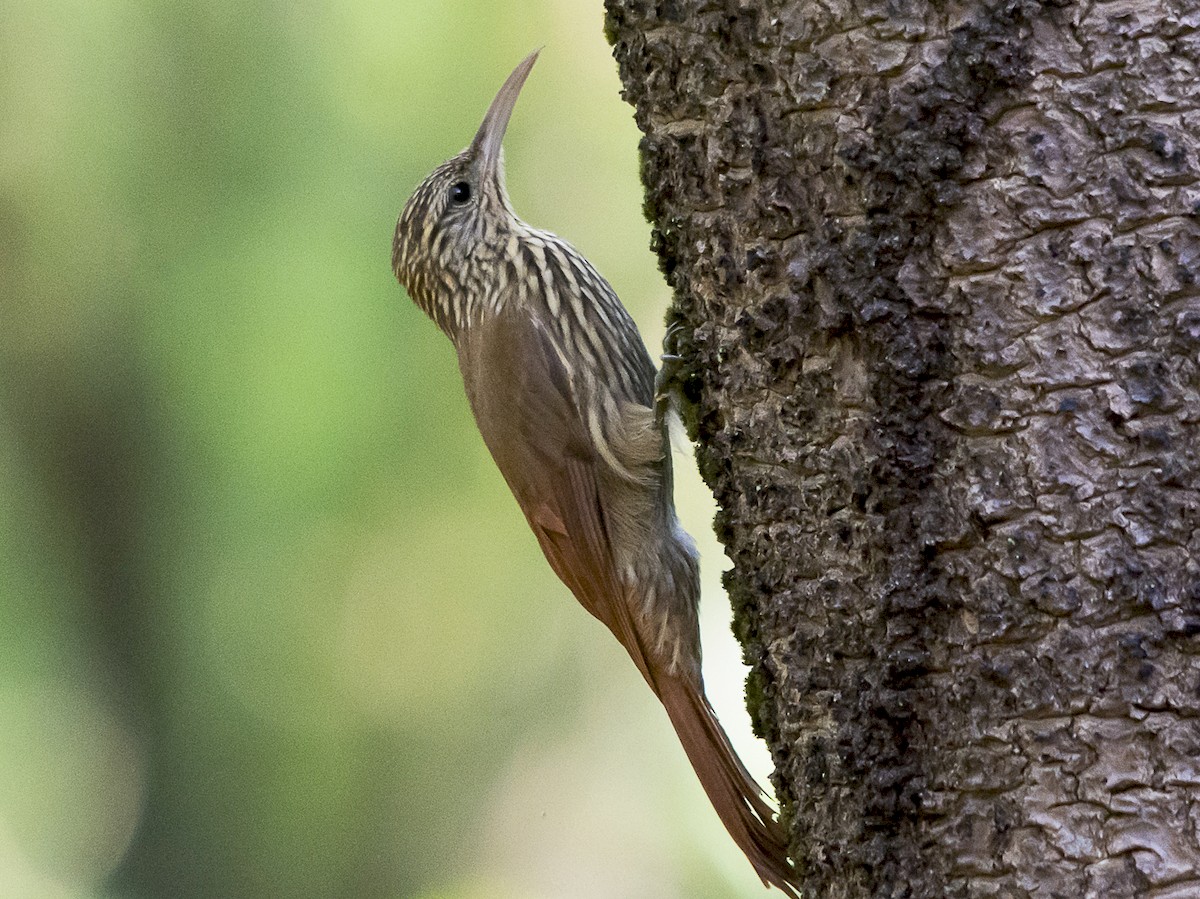 Streak-headed Woodcreeper