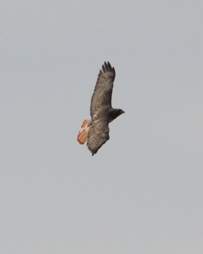 Red-tailed Hawk - Barry Blust
