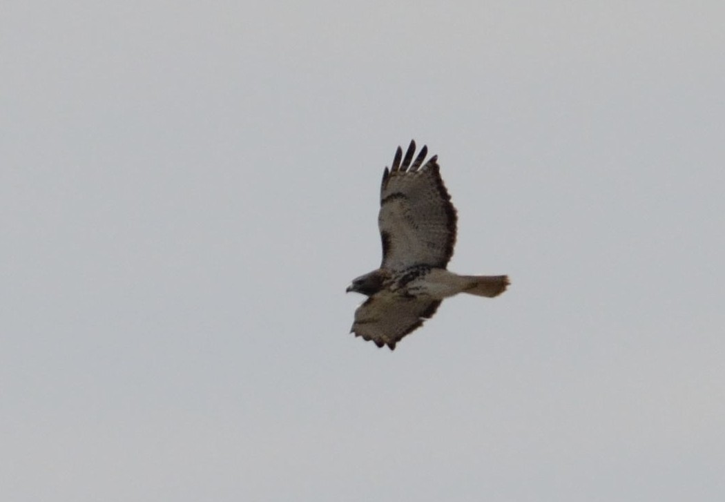 Red-tailed Hawk - ML40029301