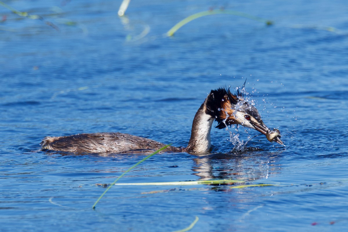 Great Crested Grebe - ML400297541
