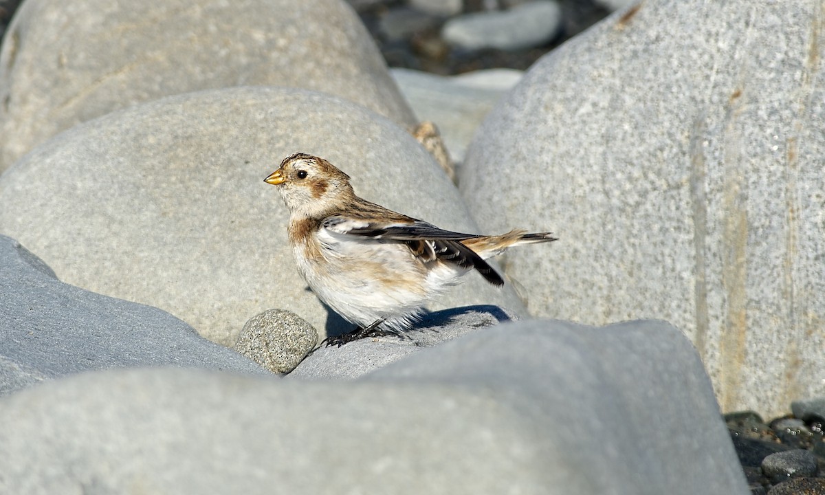 Snow Bunting - Paul Gould
