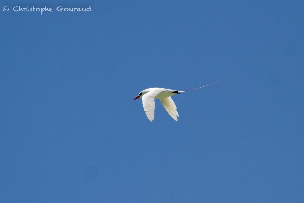 Red-tailed Tropicbird - Christophe Gouraud