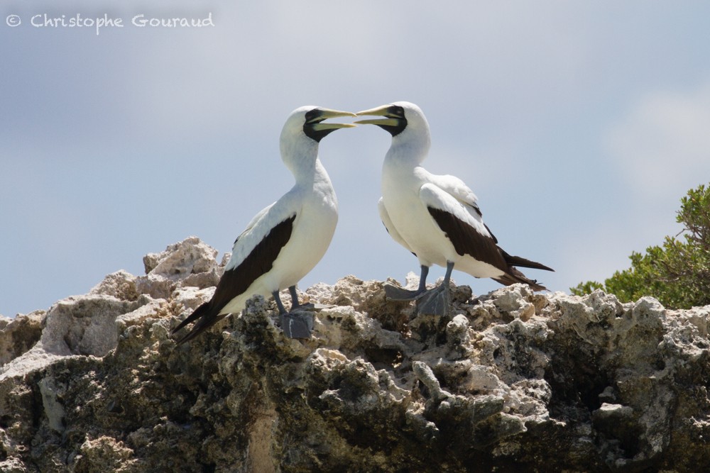 Masked Booby - ML400318741
