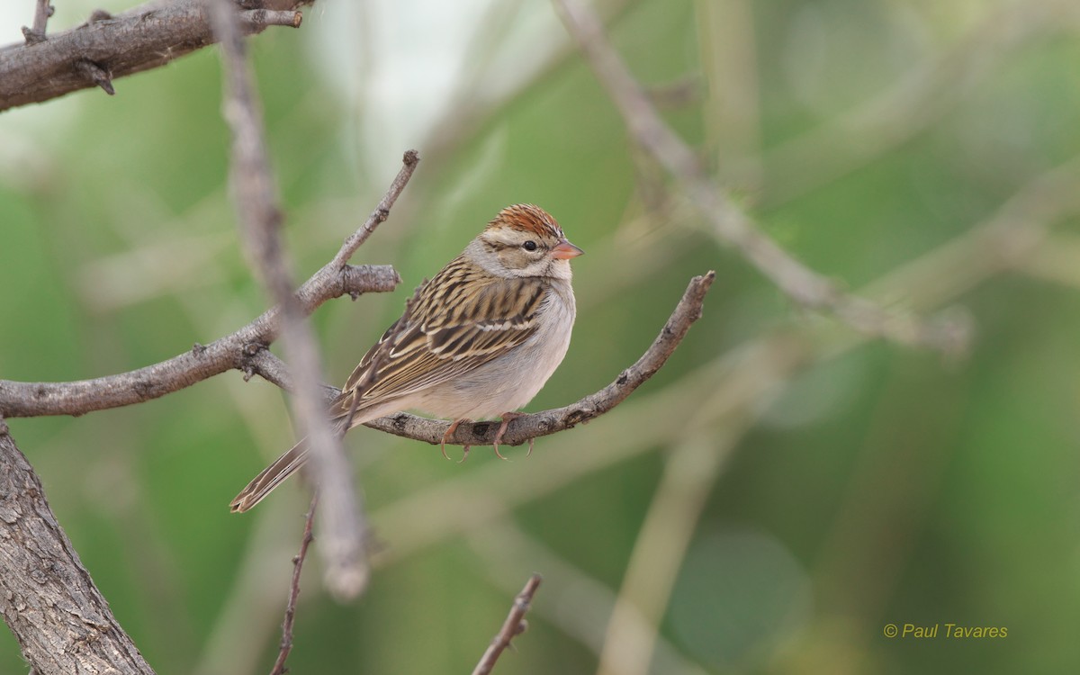Chipping Sparrow - ML40033051