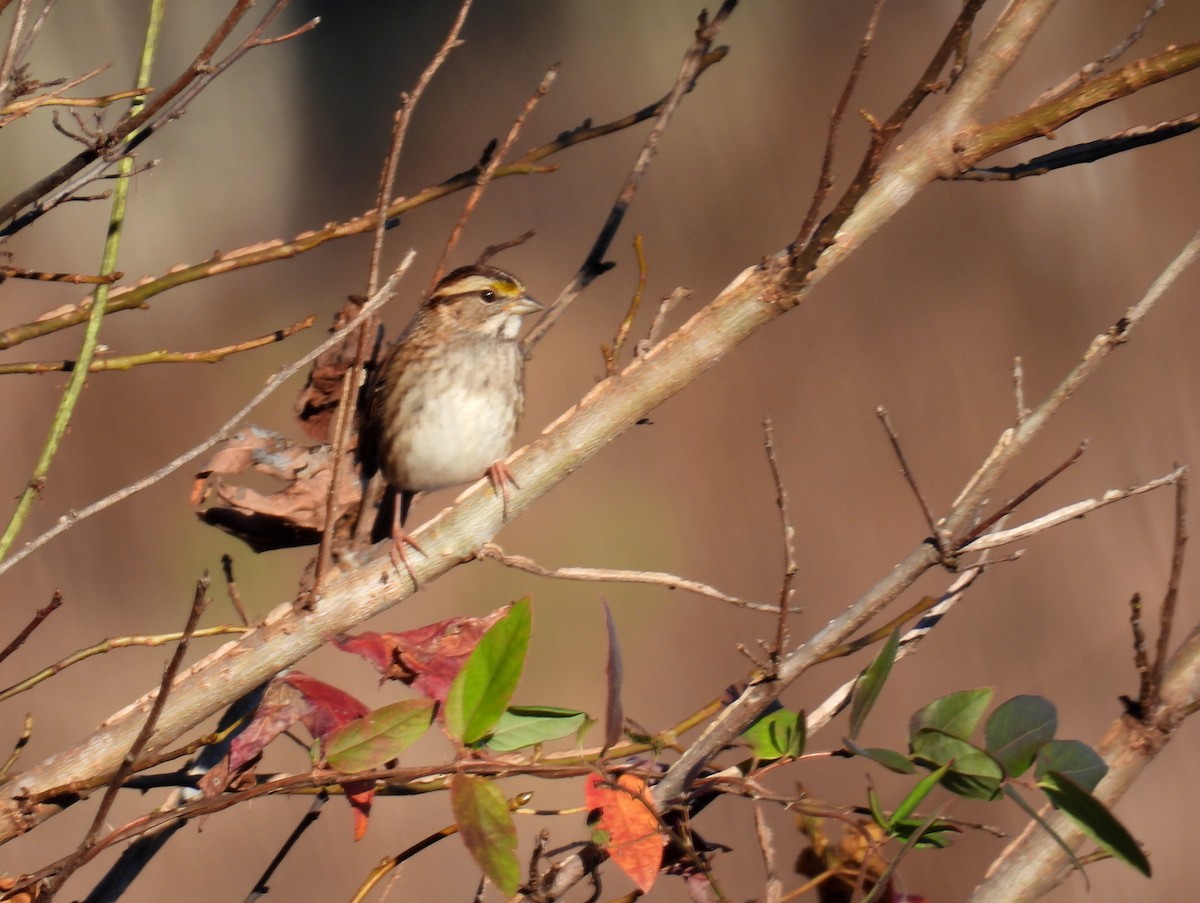 White-throated Sparrow - ML400331581